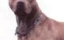 Chiens dangereux : suite