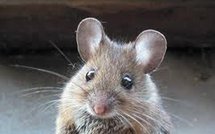 Insolites: un homme de 50 centimètres