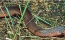 Actus Monde 28/06/2006