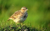 Bruxelles le miroir aux alouettes