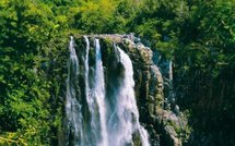 Ces poulets font comme Matrix