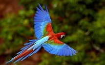 Perroquet pornographe