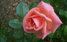 Timochenko apaise l'Europe