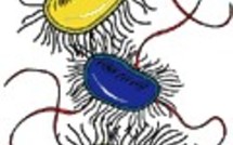 Actus Monde 08/08/2006