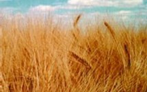 Actus Monde 12/08/2006