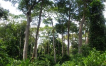 Aménagement et conservation des ressources végétale au Benin