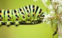 Bachar al Assad tricard de l'OCI