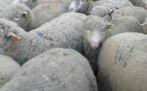 Fête des bergers et des traditions de Provence