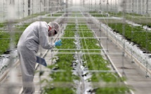 France : le gouvernement autorise l’expérimentation du cannabis