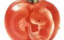 l'UE va dénoncer la France à propos des OGM