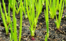 Covid, Castex et les mots traitres