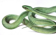 Les ravisseurs des Français cernés au Nigeria