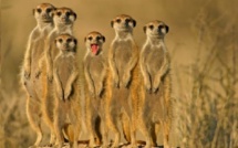 L'enlèvement des otages français revendiqué par Boko Haram