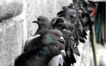 Pas d’espoir dans le ciel chypriote