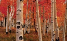 Europe: à qui le tour?