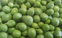 Sarkozy: l’abus de petits pois est dangereux