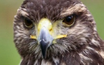 Actus monde vues de la France morbide