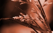 Cahuzac: 600 000 euros oui, le reste, non