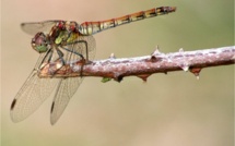 France: la manie du soupçon