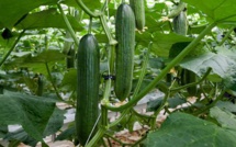 7 excellentes raisons de manger du concombre