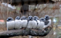 Comme tout le monde en France