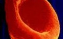 Bientôt du sang universel?