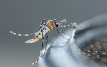 Gare au moustique tigre qui fait son retour en Occitanie !