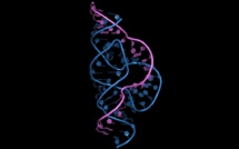 ARN : une étude accablante tire la sonnette d'alarme