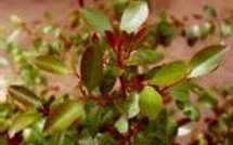 Santé: des antiviraux dans les plantes