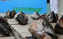 UE et Thon rouge: l'Europe fait le minimum