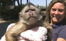 Un singe appelle le numéro d’urgence national, la police débarque au zoo