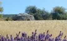 Lavande sauvage en Haute Provence