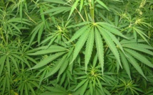 Après l'héroïne, 900 kg de cannabis sont saisis