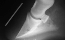 Le Président défonce la santé buccale des jeunes