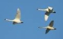 Virus H5N1: contamination confirmée en Moselle