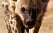 Maître  SOLO, Voyant, médium, meilleur marabout Africain à, Basse-terre, Saint-Claude, en Guadeloupe, Voyance amoureuse, Tel ou Whatsapp : 06 96 92 93 82