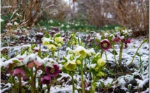 Mon jardin en automne