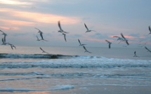 Nucléaire, gaz de schiste, générateur unipolaire: quelle énergie pour demain?