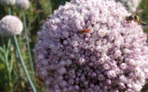 Valls, le PS, Sarkozy et news politiques France