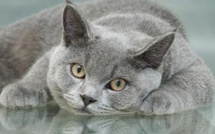 Santé: les antibiotiques en question