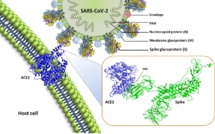 VACCINS COVID - La protéine spike s’en prend au microbiote humain !