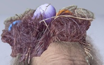 Soumission: la fiction de M. Houellebecq à boycotter?