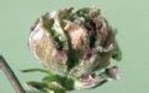 France Ecologie: les Verts réduisent leurs effectifs