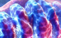 Royaume-Uni: un bébé à 3, c'est possible