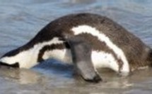 Justice: La ''victimocratie'' selon Rachida Dati