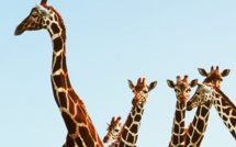 Les inégalités devant la santé