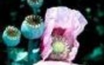 Allemagne: traitement avec prescription d'héroïne