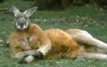 EditoWeb: Revue de presse de l'insolite