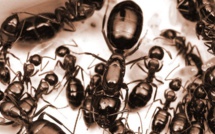 Vigilance contre la prédation des fourmis