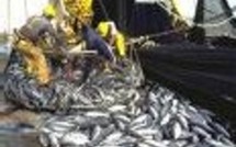 Dépassements de quotas de thon rouge : l'Espagne en question